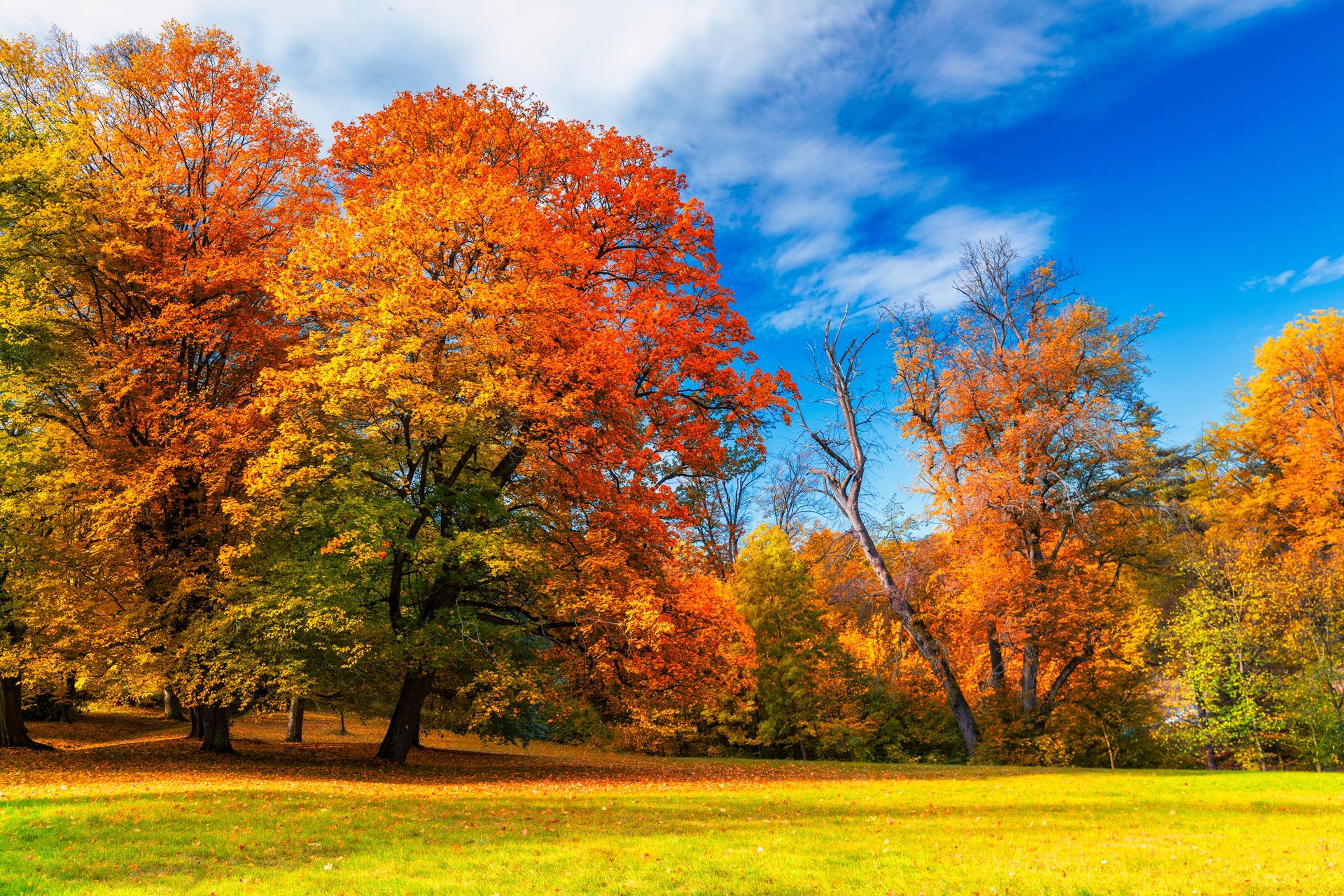 Pourquoi les couleurs d'automne seront spectaculaires cette semaine — free download